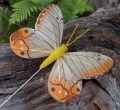 Veren vlinder geel oranje
